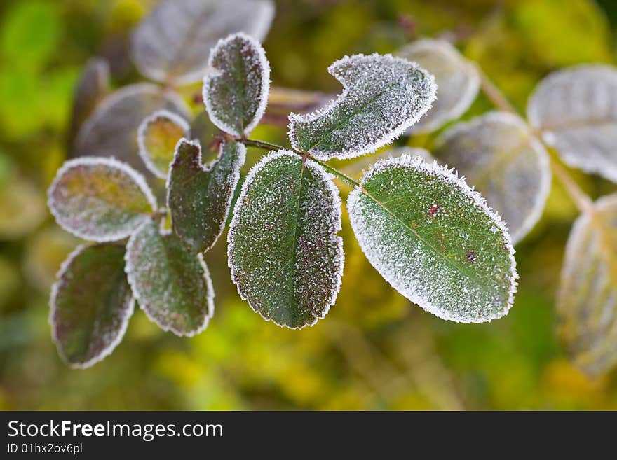 Colorful leaves covered with hoar in morning light