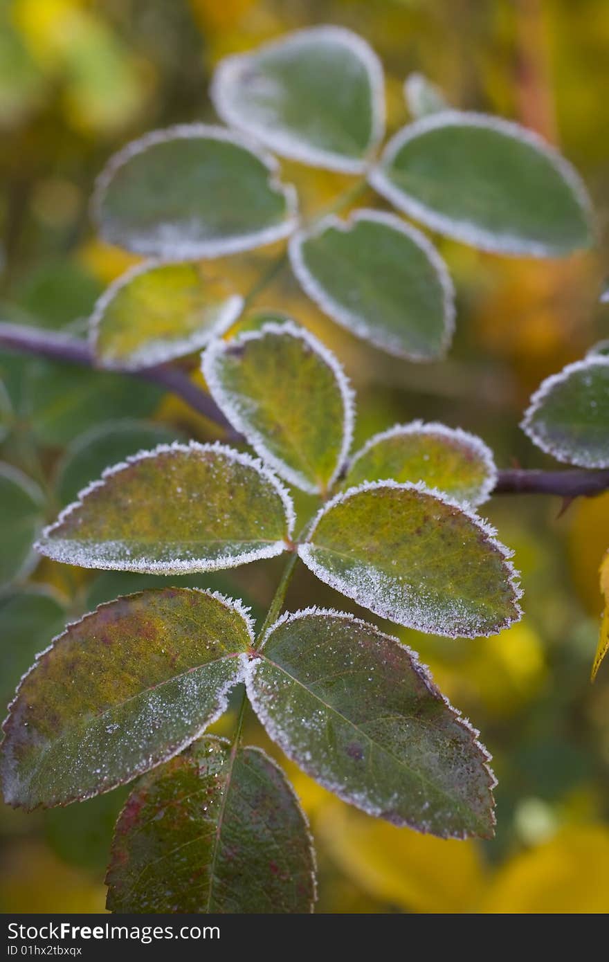 Colorful leaves covered with hoar in morning light