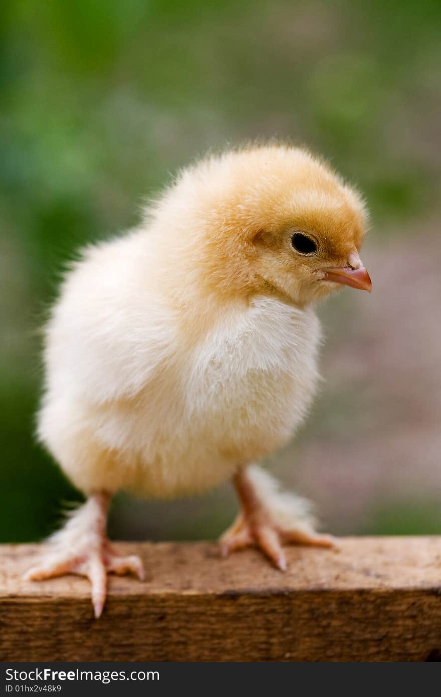 New born chicken keeping his balance. New born chicken keeping his balance