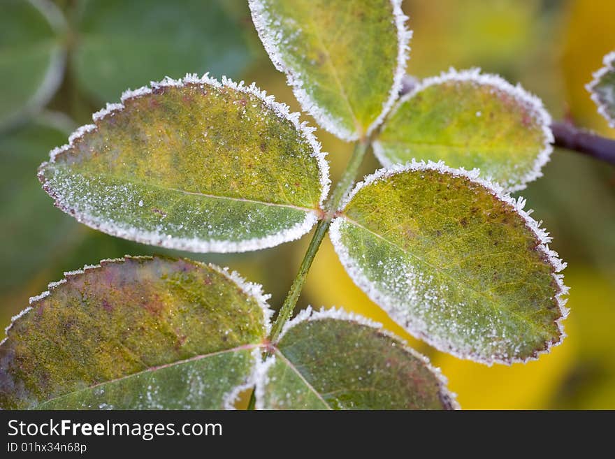 Colorful leaves covered with hoar in morning light