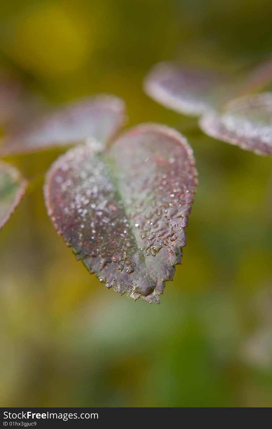 Colorful leaves covered by thawing hoar