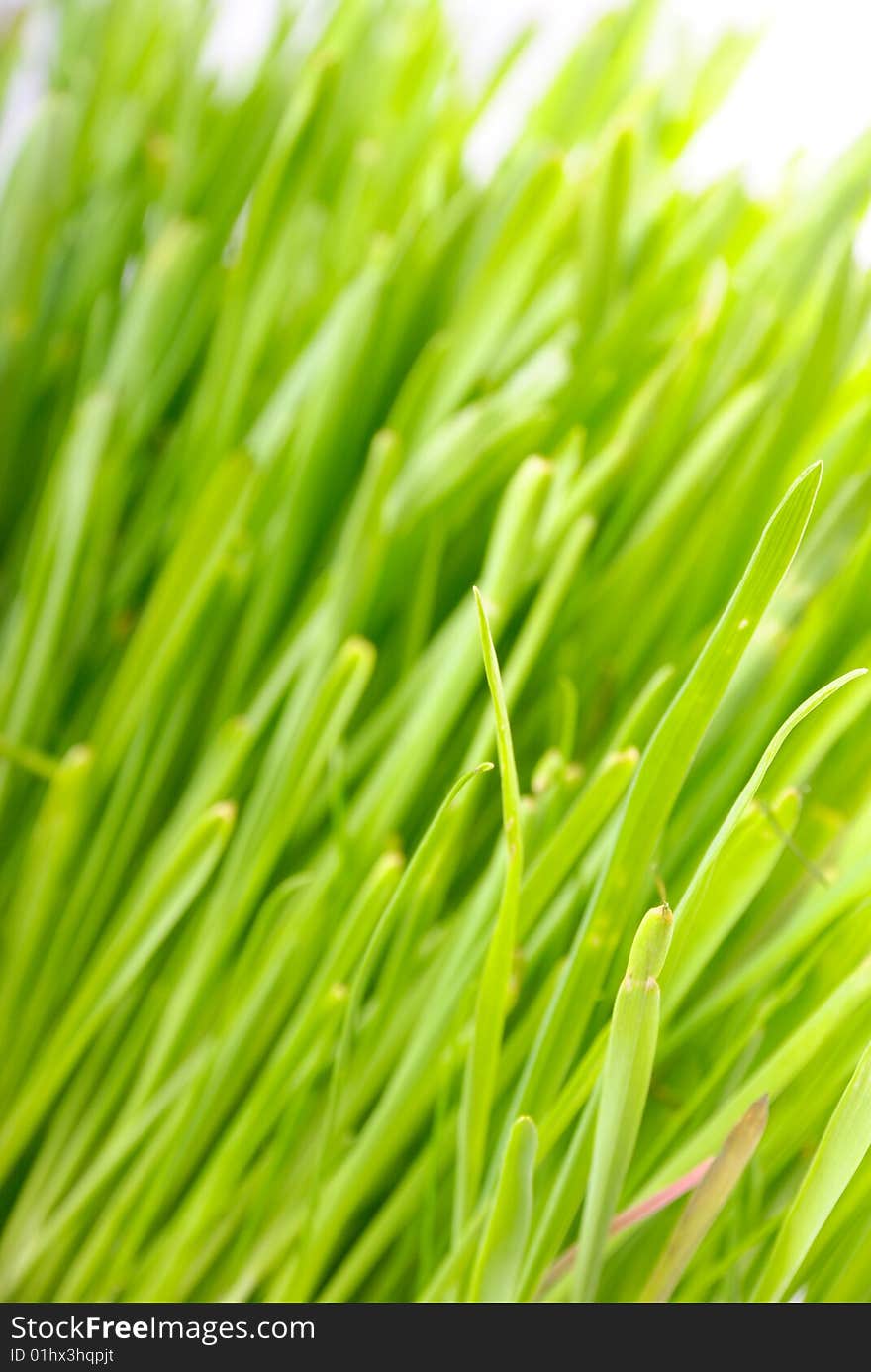 Colourfull grass isolated close up 4. Colourfull grass isolated close up 4