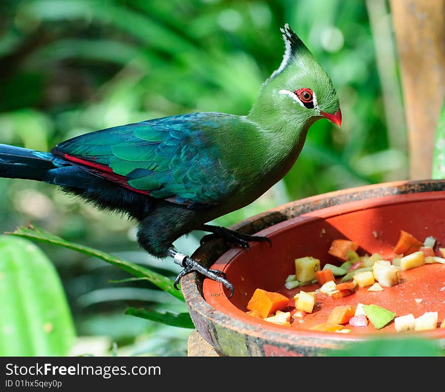 Livingstone Turaco