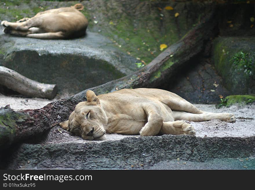 Sleeping Lionesses