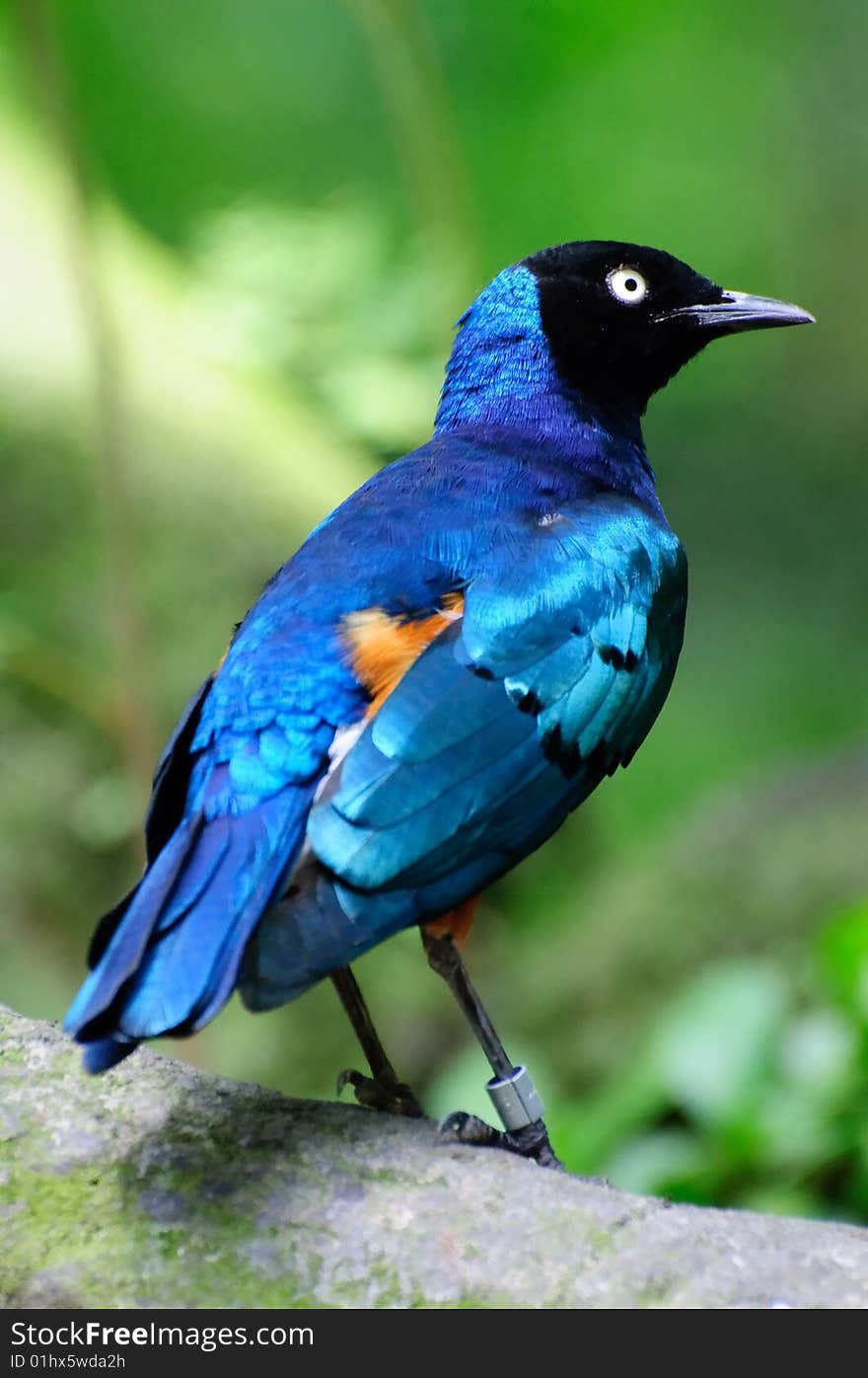 Superb starling