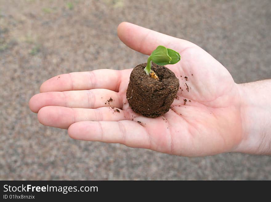 Hand holding a growing new vegetable plant. Hand holding a growing new vegetable plant