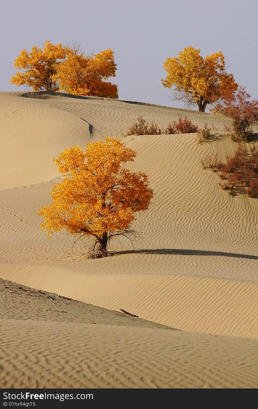 Golden populus (Populus diversifolia Schrenkin) in the desert of Singkiang,China. Golden populus (Populus diversifolia Schrenkin) in the desert of Singkiang,China