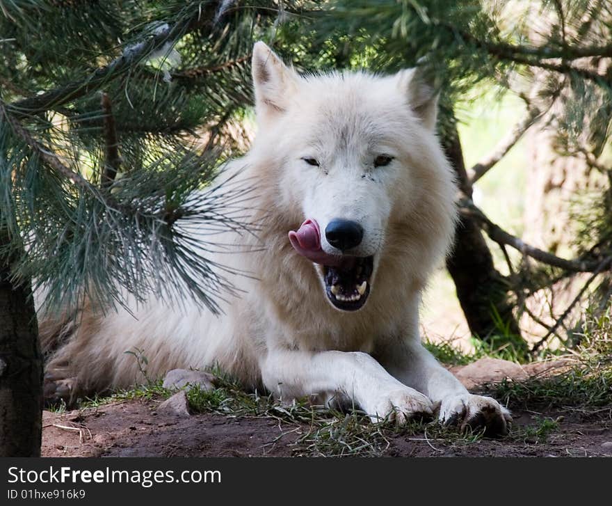 White Wolf