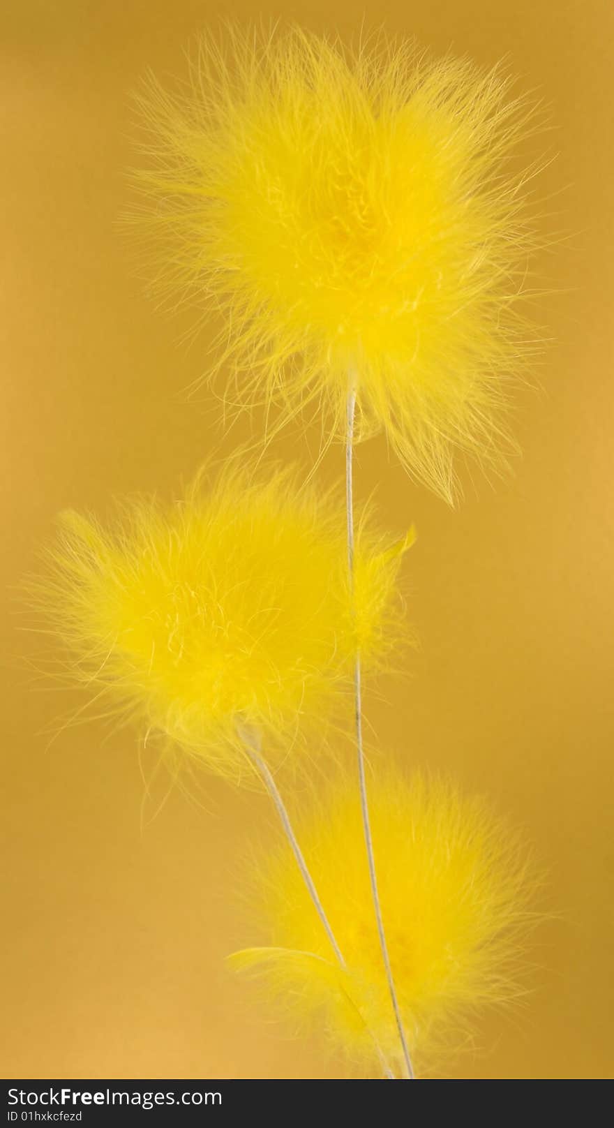 Close up of yellow feathers