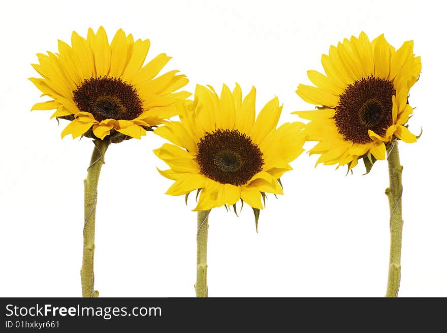 Vibrant Yellow Sunflower isolated on white