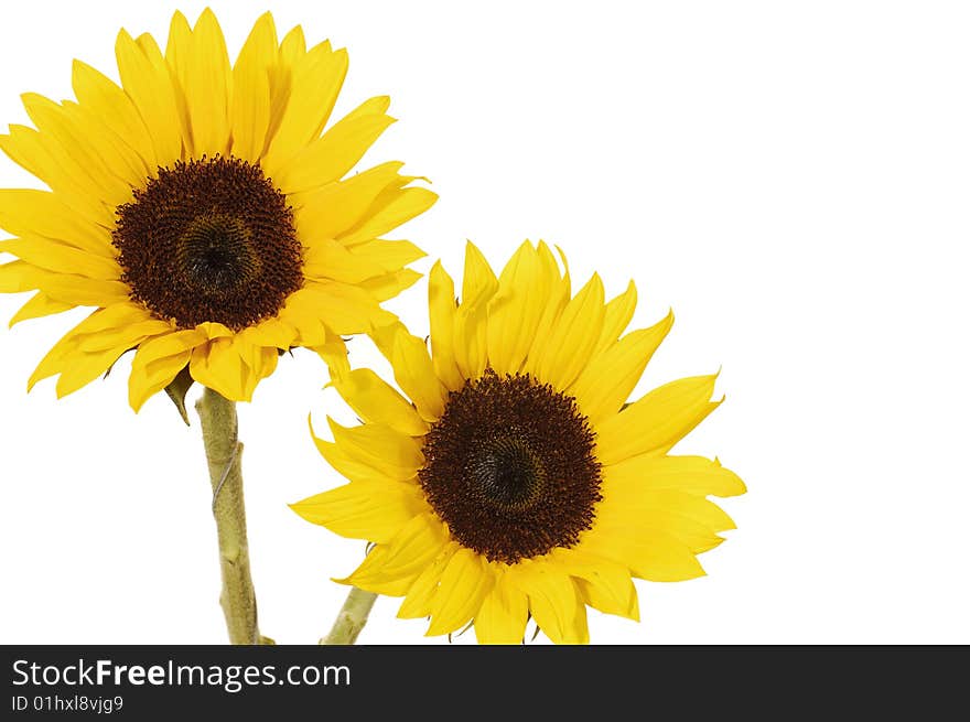 Vibrant Yellow Sunflower isolated on white