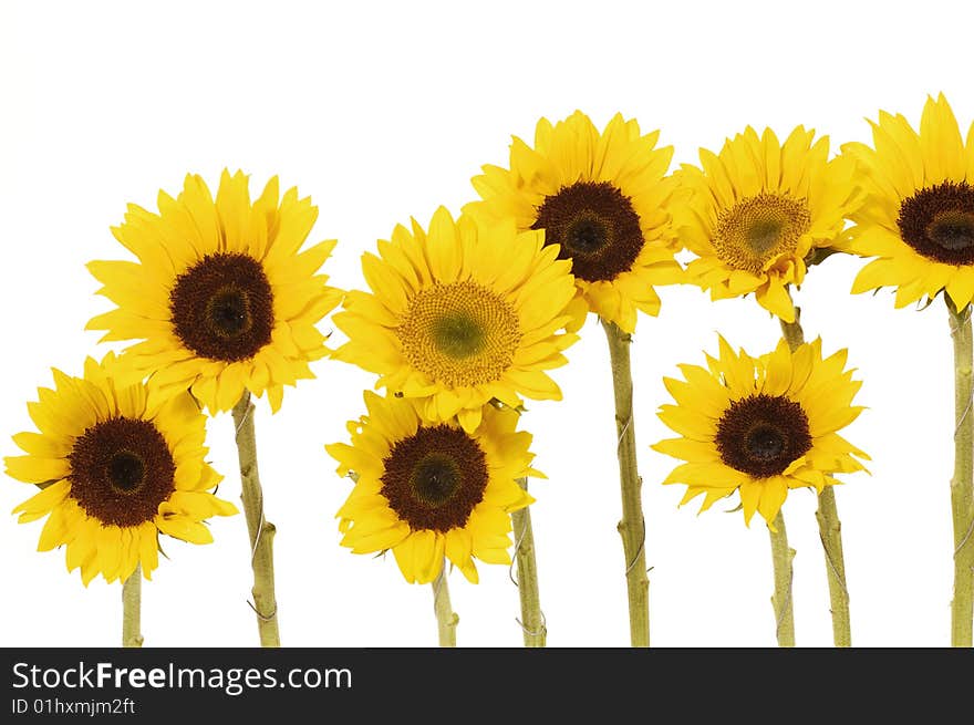 Blank white page decorated with beautiful sunflower