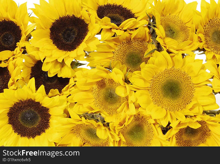 Blank white page decorated with beautiful sunflower