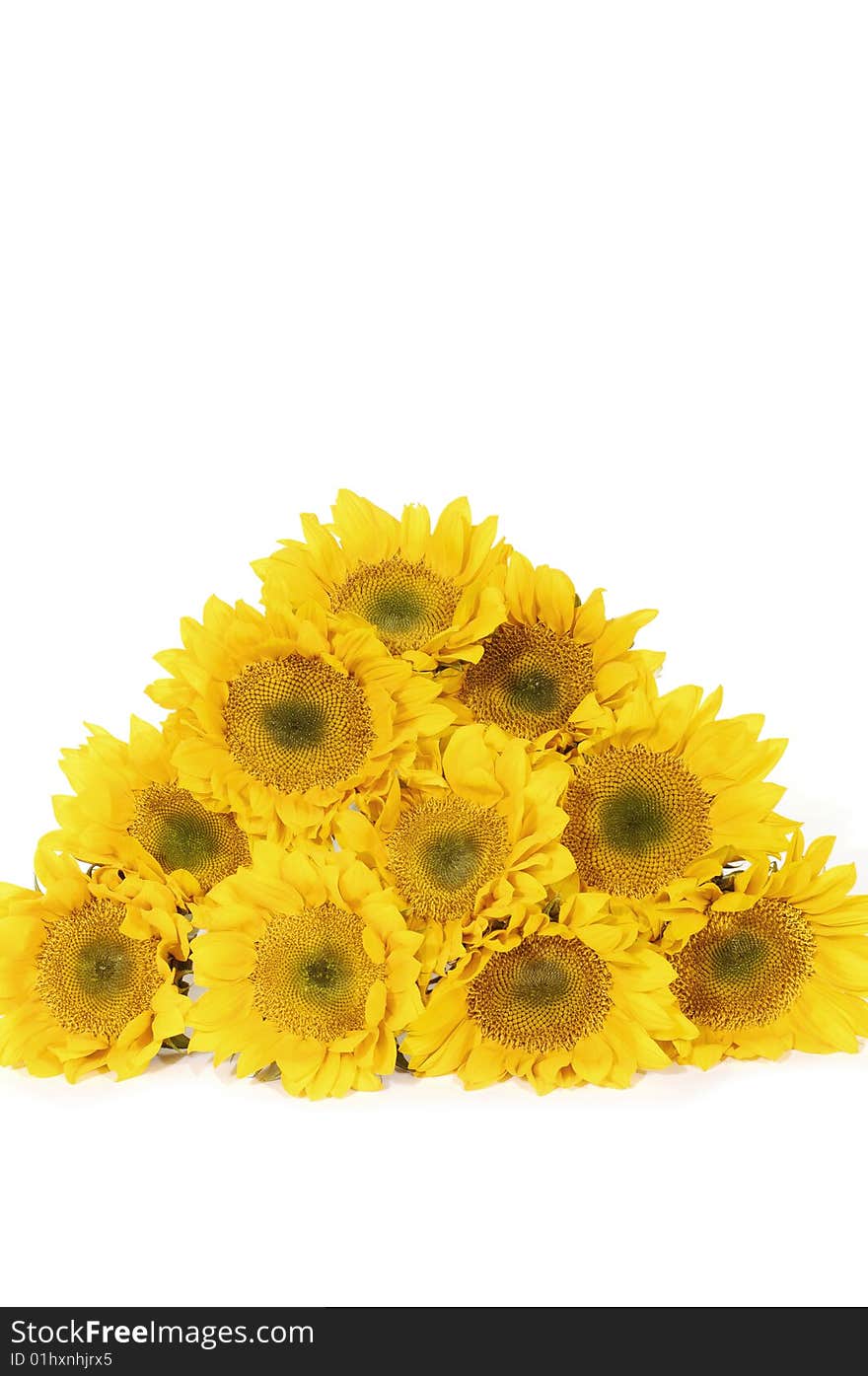 Blank white page decorated with beautiful sunflower