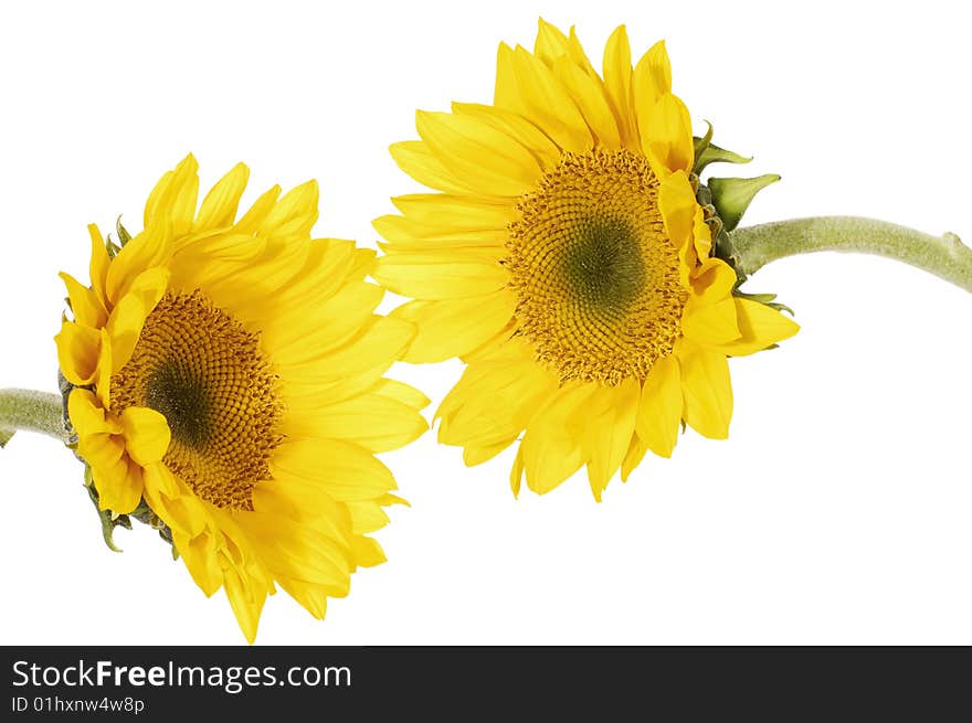 Close up view of the yellow sunflower