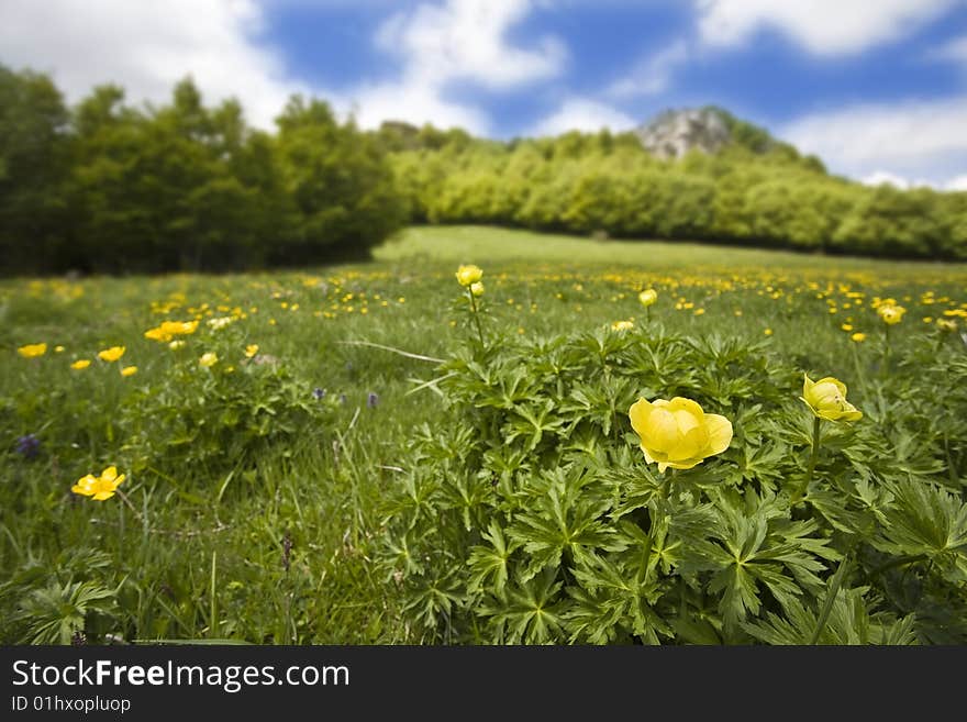 Field in full bloom with a light yellow flower in the foreground and trees in the background. Field in full bloom with a light yellow flower in the foreground and trees in the background