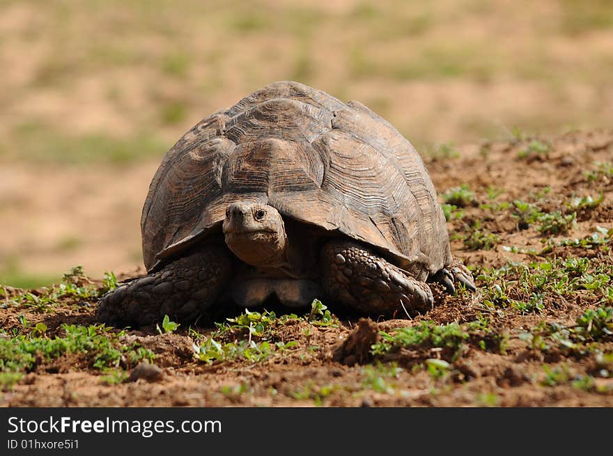 Big leopard tortoise