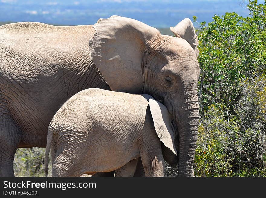 Photo taken in Addo elephant national park. Photo taken in Addo elephant national park.