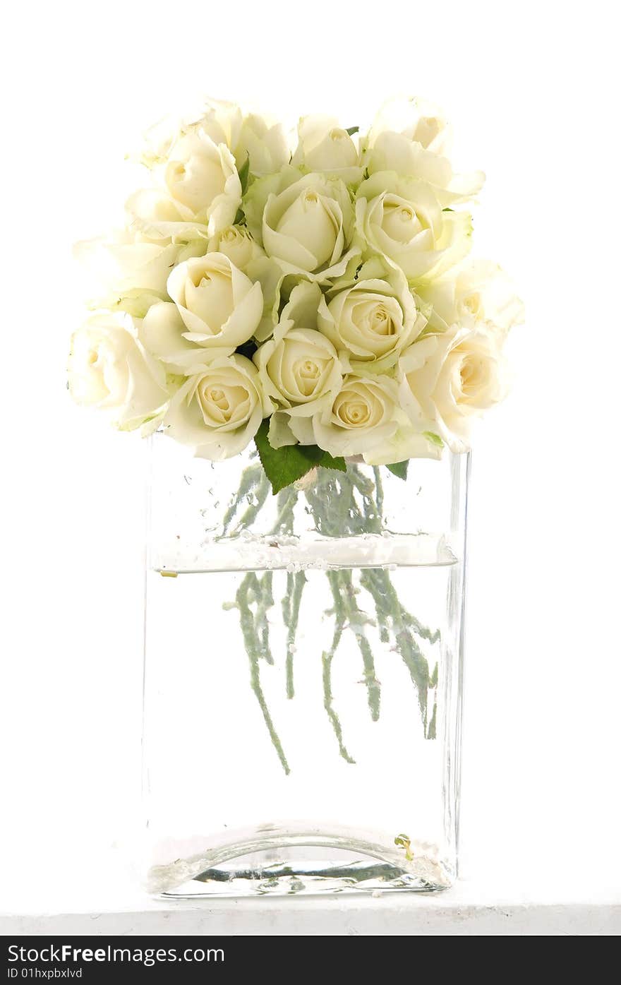 Rose flower in a Vase - isolated on white background