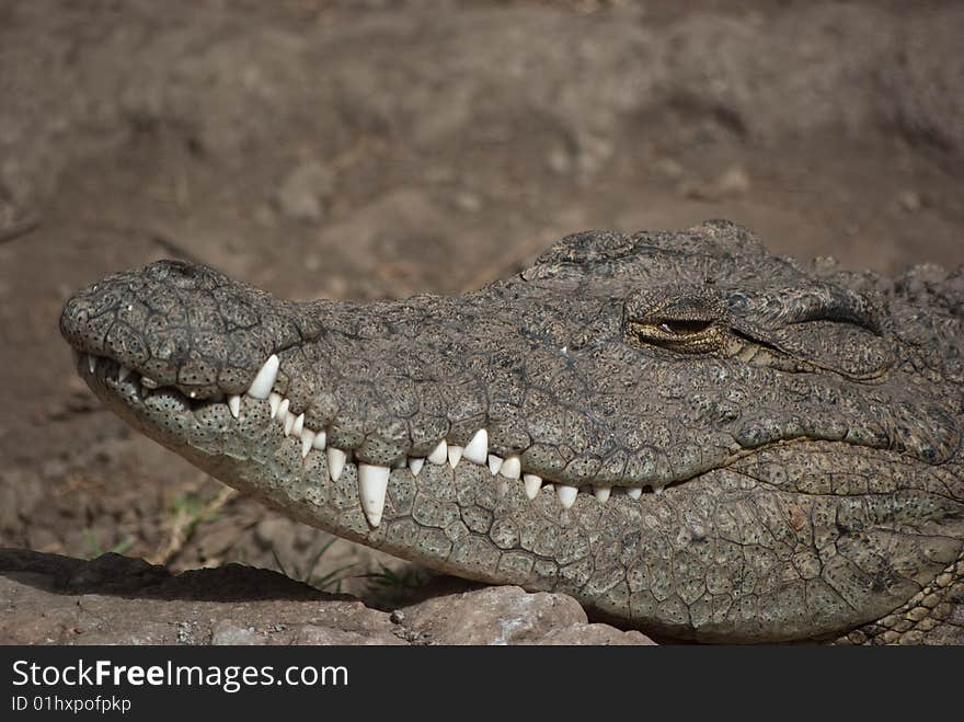 Crocodile in Arusha/Tanzania looking for food. Crocodile in Arusha/Tanzania looking for food