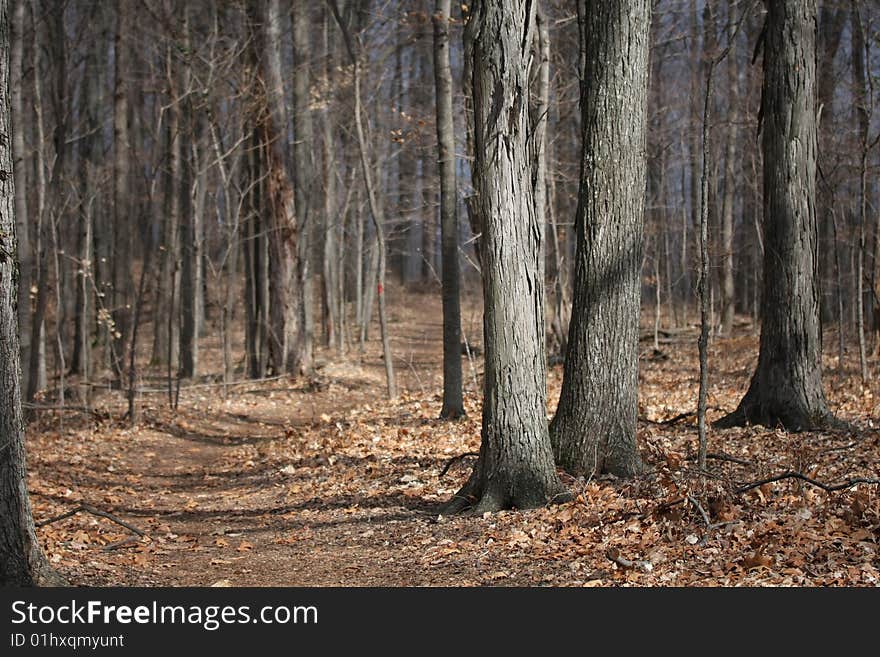 Winter Walk