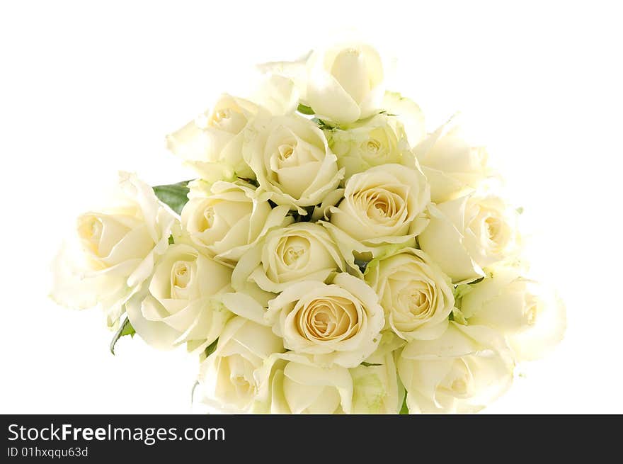 White rose with leaf isolated on white