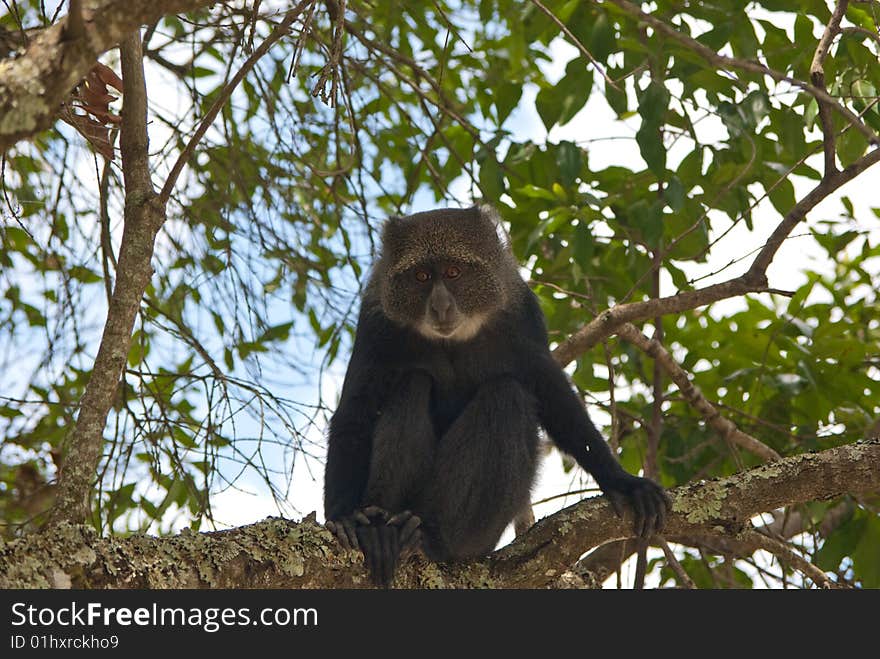 Long tailed monkey sitting on tree. Long tailed monkey sitting on tree