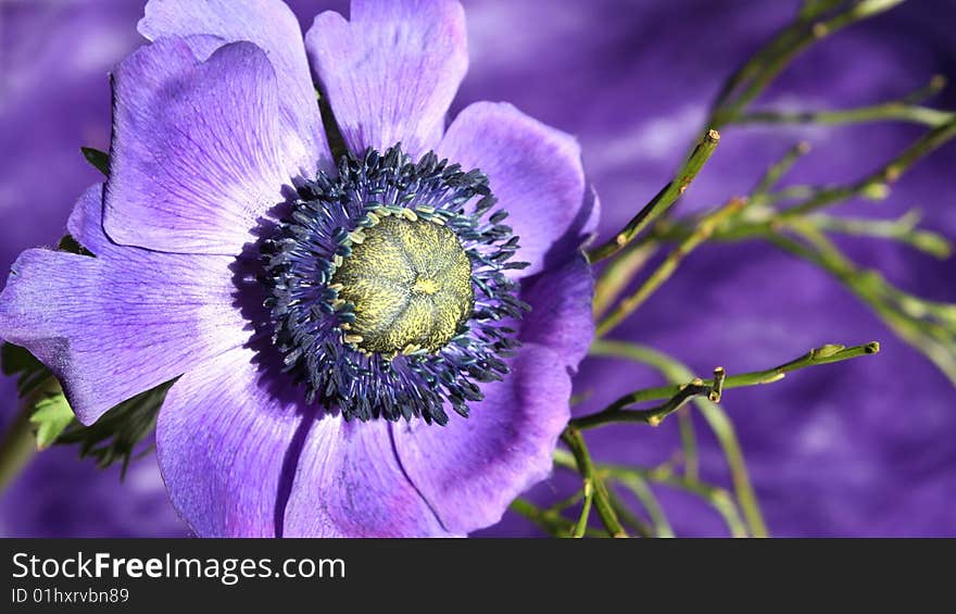 Anemone