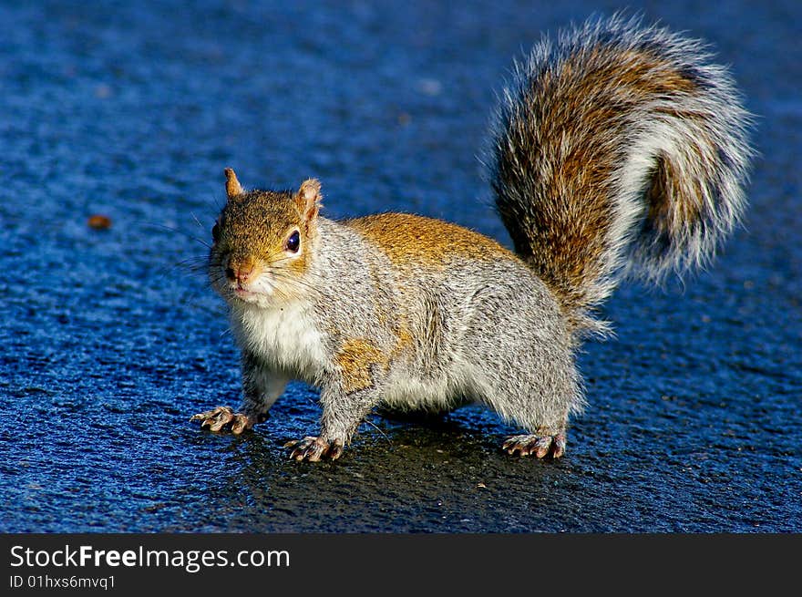 Grey squirrel looking at camera front view