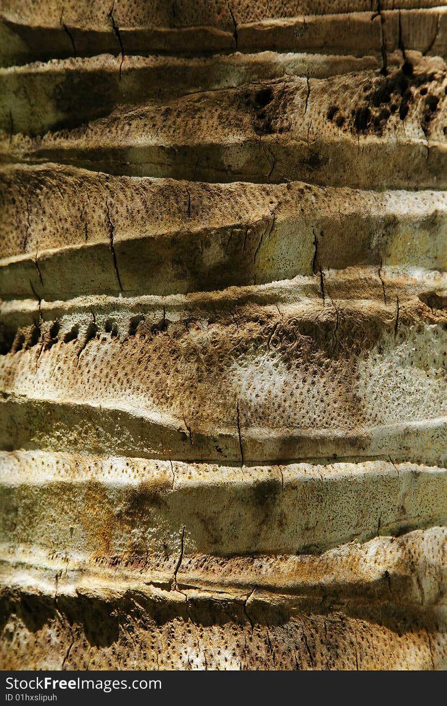 Palm-tree bark backgroud with shadows