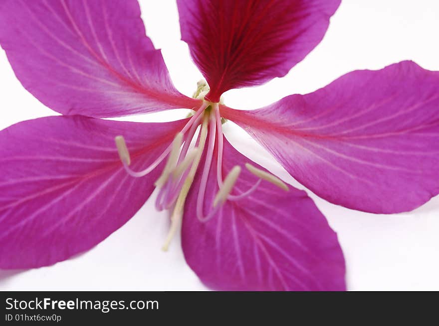 Macro of a beautiful pink orchid isolated