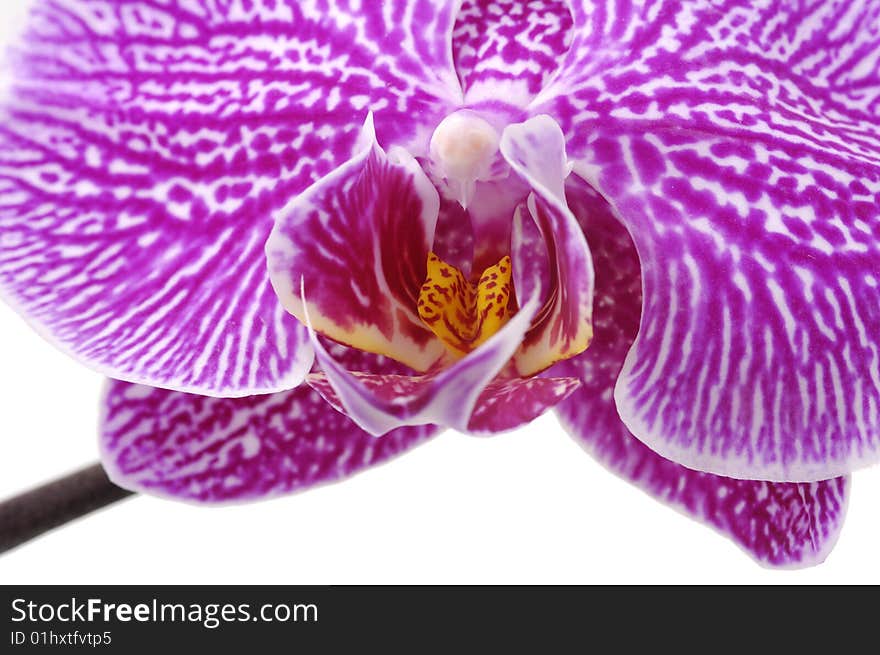 Macro of a beautiful pink orchid isolated