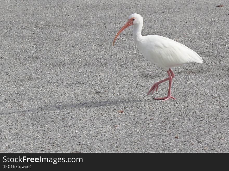 Ibis Out For A Stroll