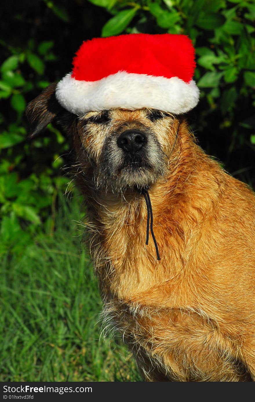 Wet brown terrier mix wearing santa hat. Wet brown terrier mix wearing santa hat.