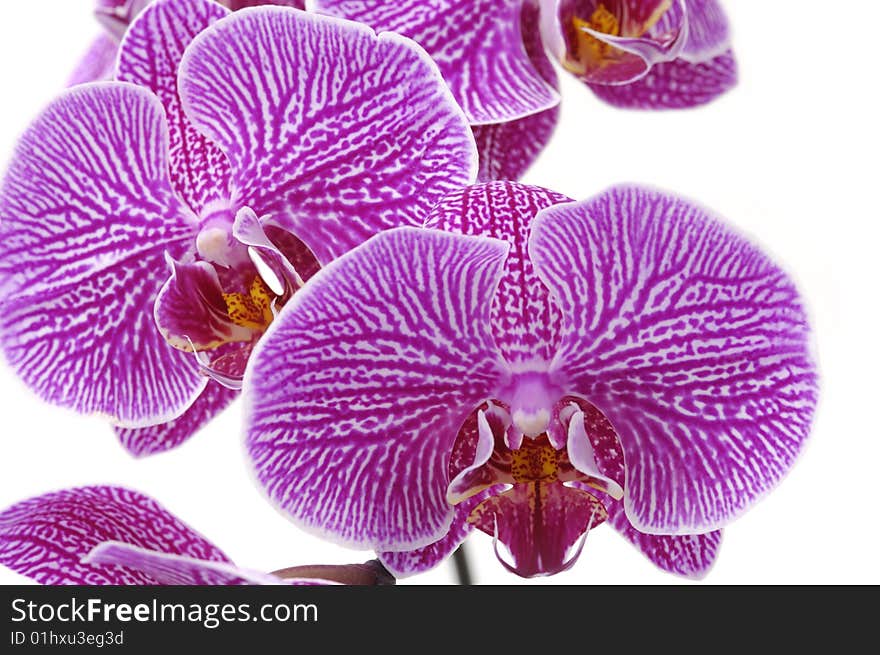 Macro of a beautiful pink orchid isolated