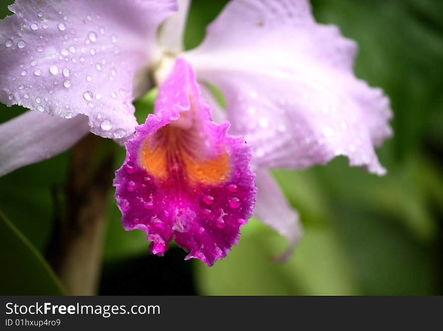 Dewy Orchid