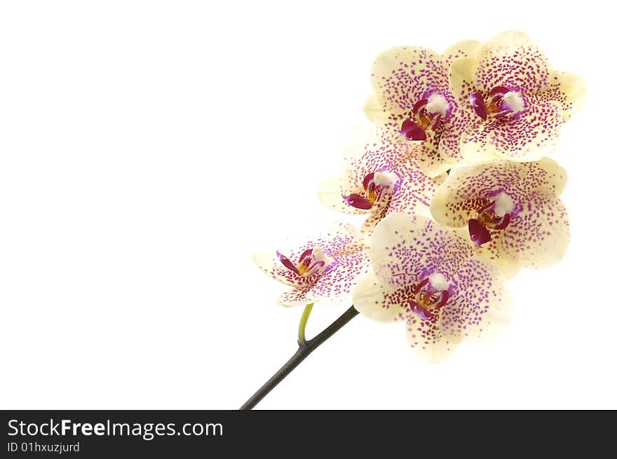 Macro shot of a colorful orchid for backgrounds