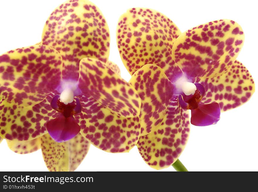 Macro shot of a colorful orchid for backgrounds