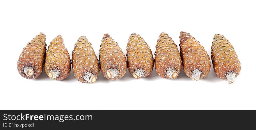 Row of pinecones