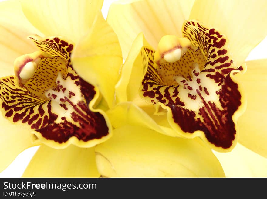 Elegant orchid isolated on white background