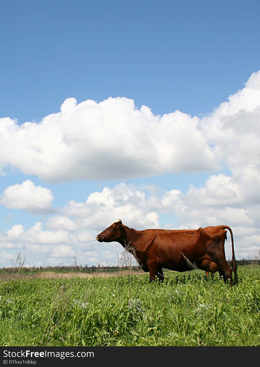 Cows in Summer Landscape