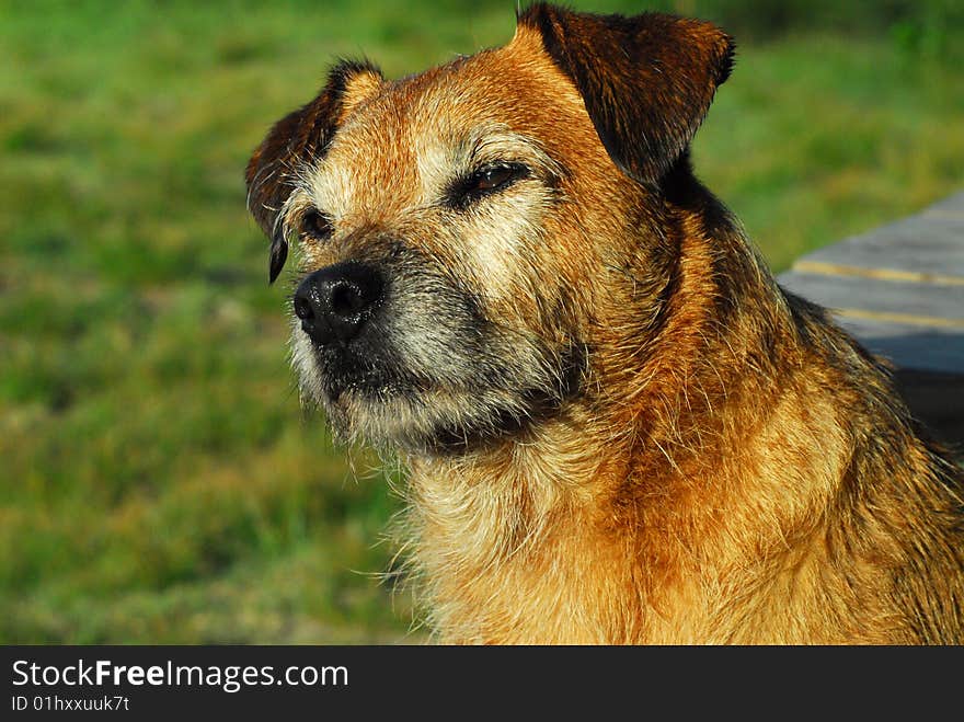 Face of wet curious terrier mix breed. Face of wet curious terrier mix breed.