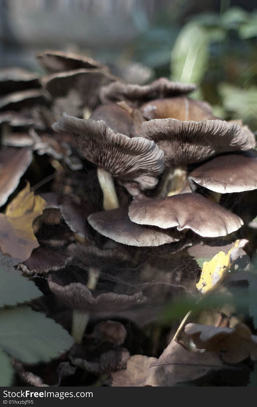 The big family of mushrooms in the forest. Closeup.