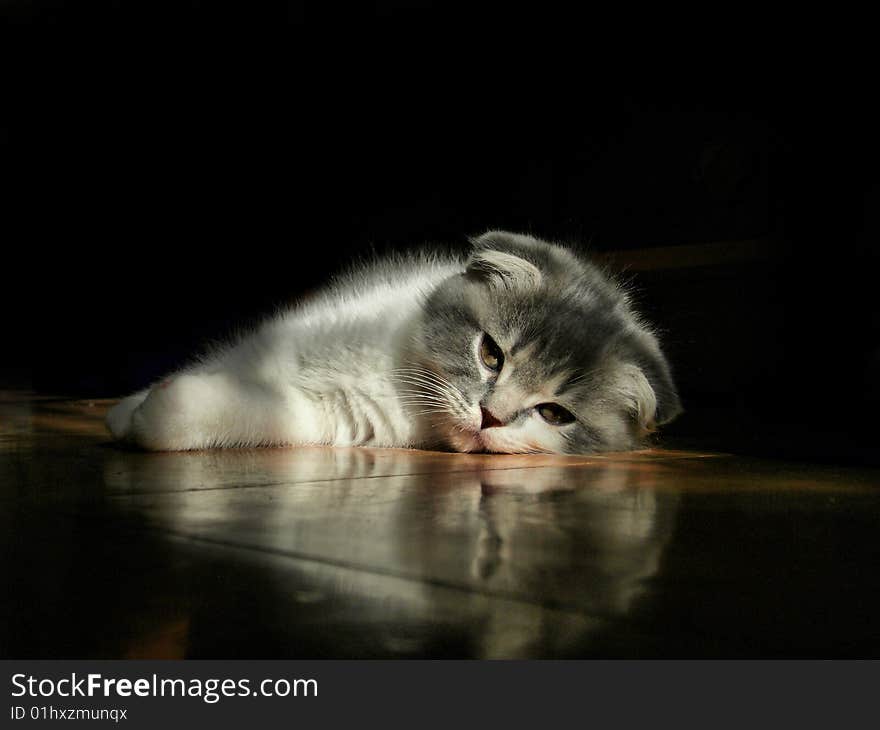 Kitten of breed a scotsman lies on the floor in the rays of a sun