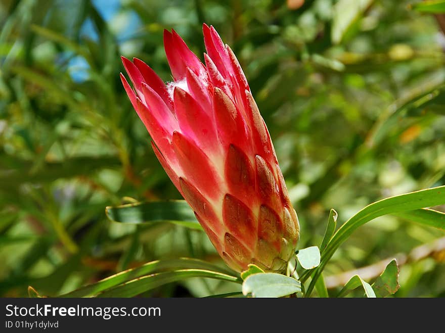 Protea flower in Kirstenbosch botanical garden,Cape Town, South Africa.