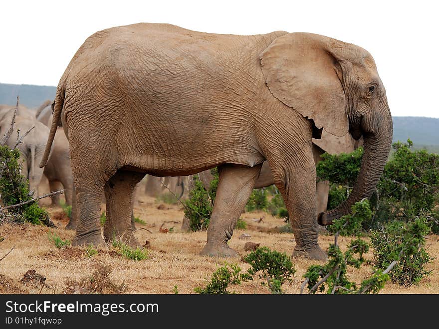 Big Dominant Elephant Female