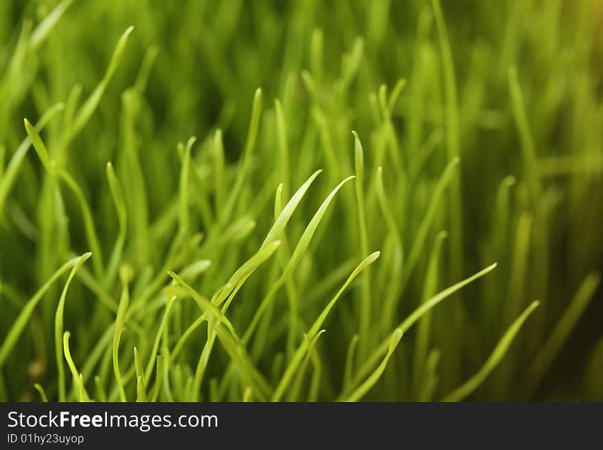 Green grass