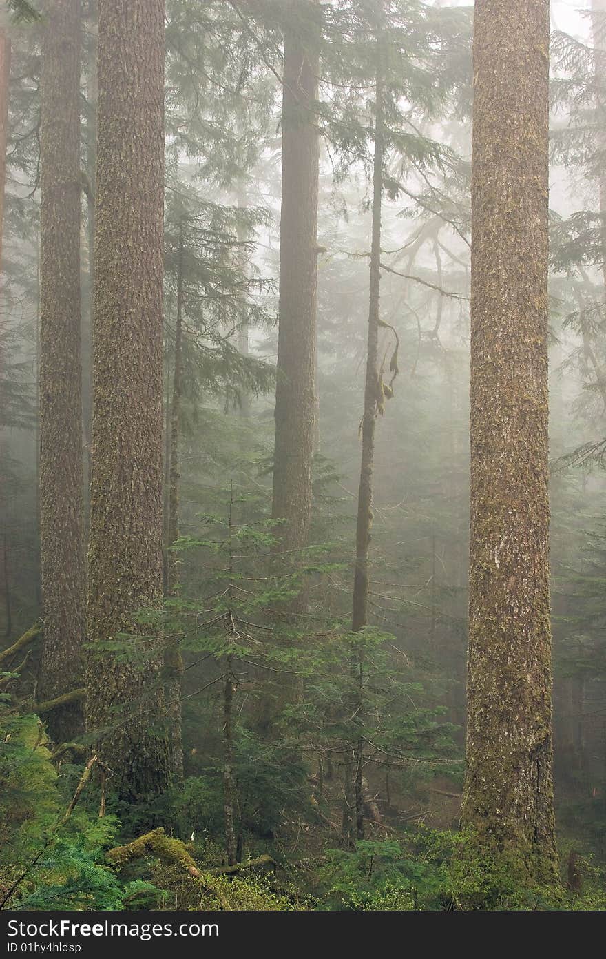 Cloud and mist envelope a forest of western hemlock and douglas fir. Cloud and mist envelope a forest of western hemlock and douglas fir.