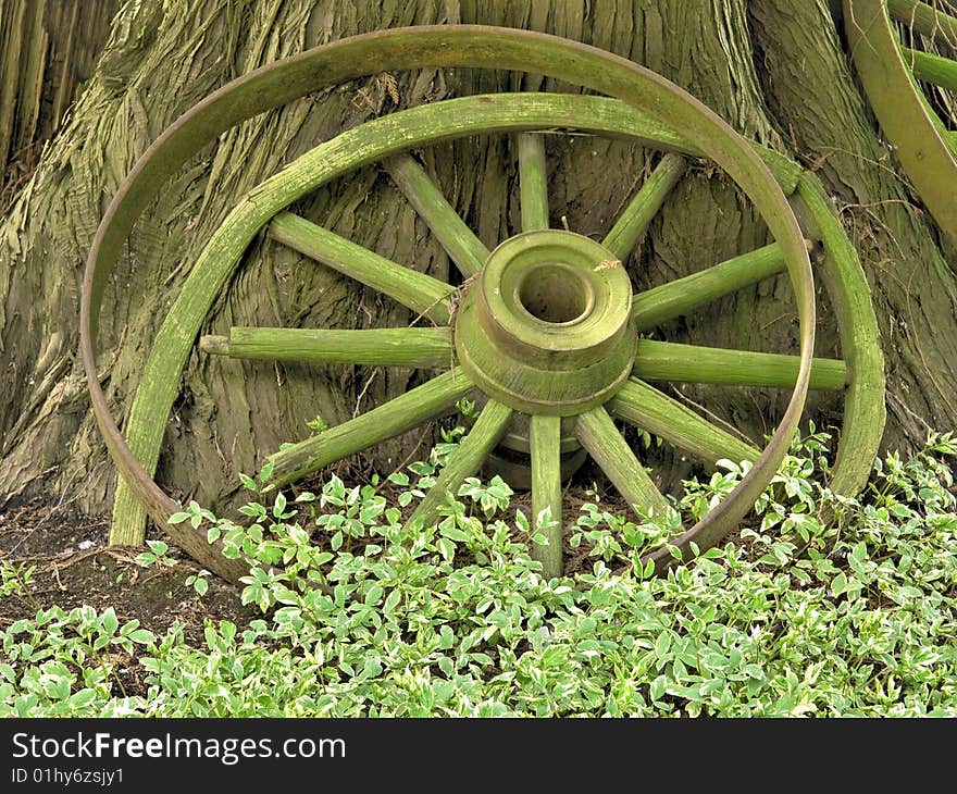 An old wooden wagon wheel rests against the trunk of a mature cedar tree. An old wooden wagon wheel rests against the trunk of a mature cedar tree.