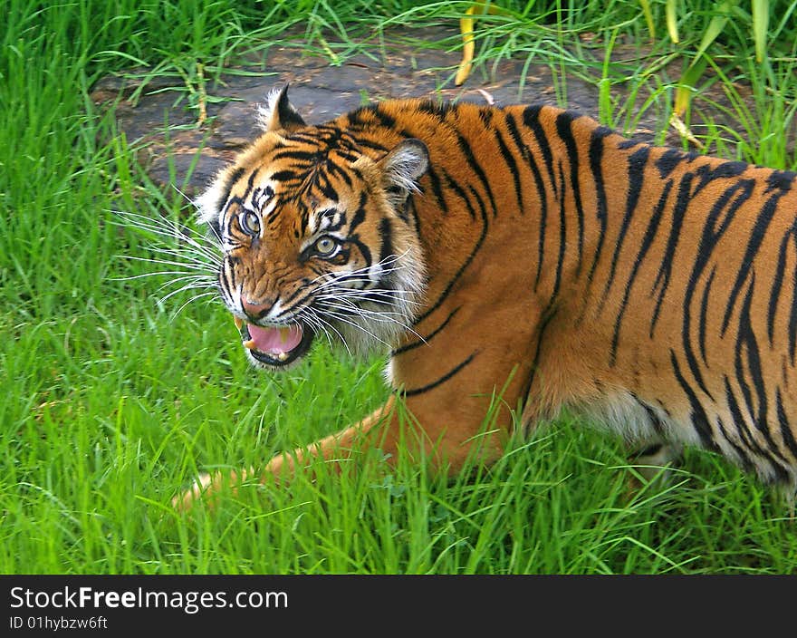 Sumatran Tigress